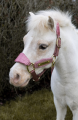 kentucky kantar velvet old rose glitter