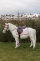 Sammy czaprak glitter pony