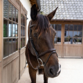 Dy'on ogłowie Flash Noseband Bridle Soft Leather brązowe