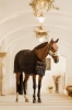 Nylon Sheepskin Halter Soft