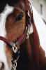 Kentucky Plaited Nylon Halter