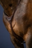 Dy'on wytok New English