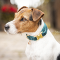Kentucky obroża Collar Velvet_.png