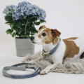 Kentucky obroża Collar Velvet_1.png