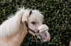 kantar pony.jpg