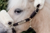 kantar pony1.jpg