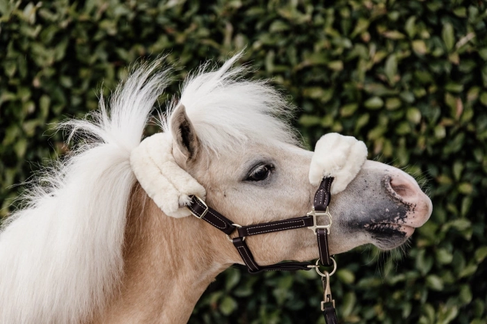 kantar pony2.jpg