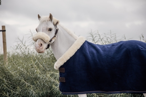 Kentucky derka polarowa dla kuca Show Heavy navy