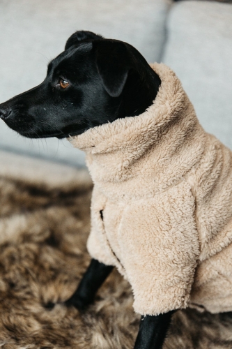 sweter dla psa1.jpg