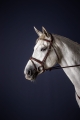 Dy'on ogłowie Flash Noseband New English NEAAAABR
