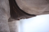 Popręg anatomiczny Kentucky brown