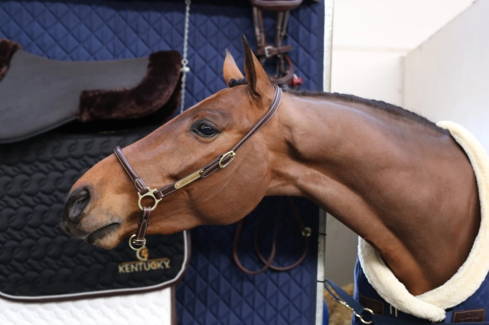 kentucky grooming halter brown