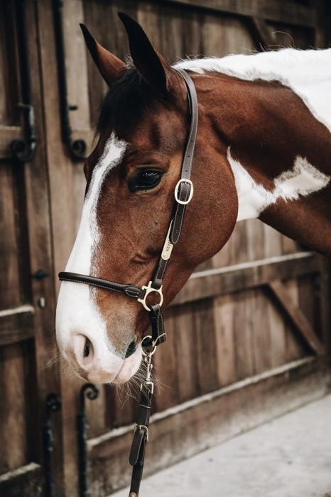 kantar kentucky grooming brąz