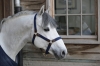 Kentucky Nylon Halter