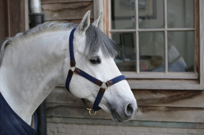Kentucky Nylon Halter