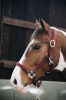 Kentucky Nylon Halter