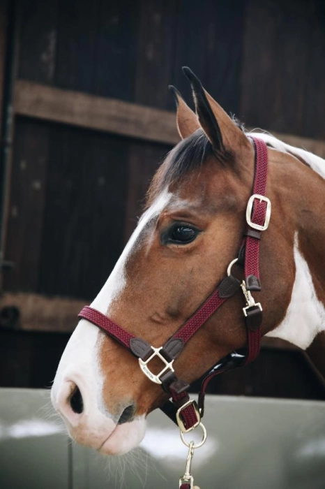 Kentucky Nylon Halter