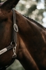 Kentucky kantar Flexible3.jpg