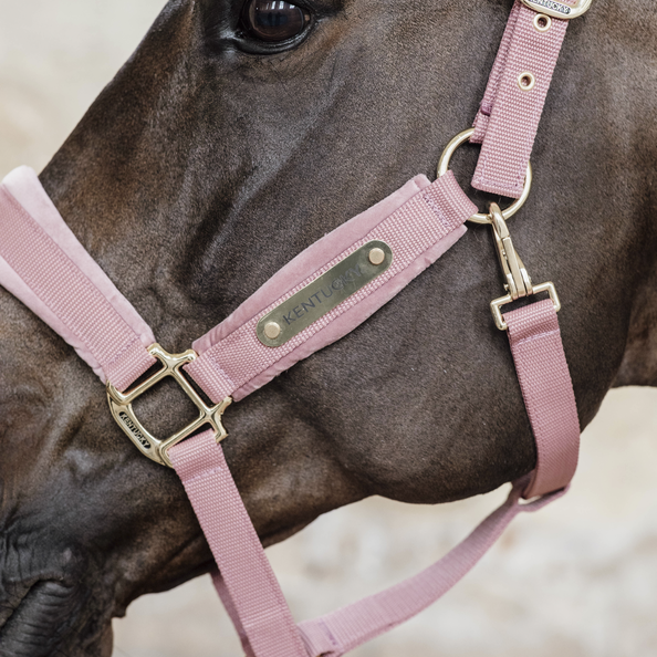Kentucky kantar Velvet old rose