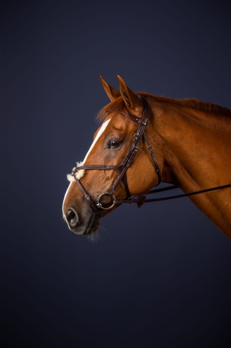 NEAAACBR Dy'on ogłowie Figure 8 Noseband New English