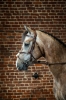 Dy'on ogłowie Figure 8 Noseband D Collection DYAAACBR