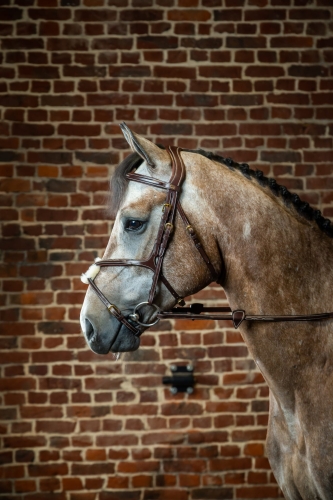 Dy'on ogłowie Figure 8 Noseband D Collection DYAAACBR