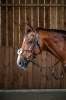 Dy'on ogłowie Figure 8 Noseband Working WOAQHCBR