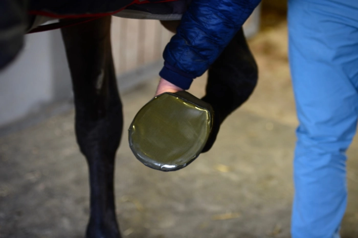 Kentucky opatrunek na kopyto