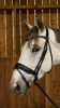 Dy'on ogłowie Matte Large Crank Noseband With Flash by Working WODCAM