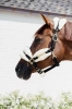 Nylon Sheepskin Halter Soft7.webp