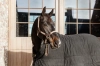Plaited Nylon Halter