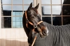 Plaited Nylon Halter 4.webp