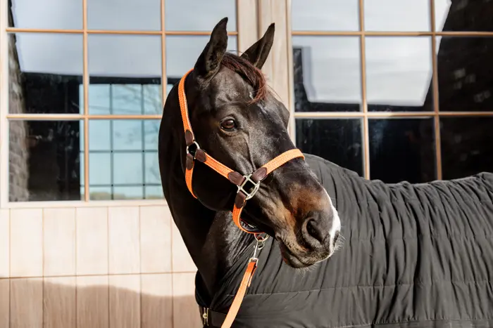 Plaited Nylon Halter 4.webp
