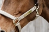 Nylon Anatomic6.webp