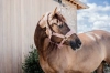 ref. 42573-10.webp