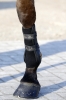 Kentucky skarpeta Tendon Grip Gel czarna