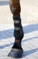 Kentucky skarpeta Tendon Grip Gel czarna