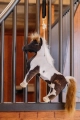 ref. 82155-25-ALVIN.webp