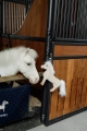 ref. 82155-32-SAMMY 2.webp