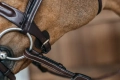 Dy'on ogłowie Braided Flash Noseband Bridle DYARAYBRF