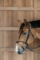 Dy'on ogłowie Braided Flash Noseband Bridle DYARAYBLF