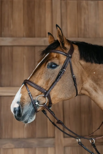 NEAOAKBRP Dy'on ogłowie Plaited Flash Noseband Bridle New English