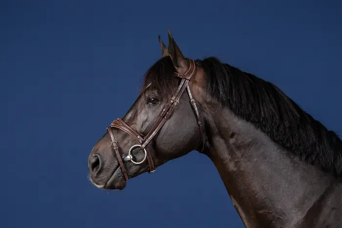 USABABBRC Dy'on ogłowie Anatomic Flash Noseband US Jumping Collection