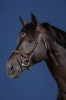 Dy'on ogłowie Flash Noseband US Jumping Collection USAAAABRF