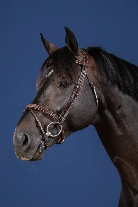 Dy'on ogłowie Flash Noseband US Jumping Collection USAAAABRF
