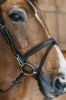 Dy'on ogłowie Flash Noseband with Snap Cheekpiece WOAPGB