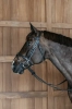 Dy'on ogłowie Flash Noseband with Snap Cheekpiece WOAPGB
