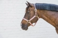 Kentucky kantar Breakaway old rose
