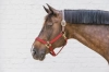 Kentucky kantar Breakaway bordeaux