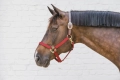 Kentucky kantar Breakaway bordeaux